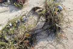 IMG-20260611-WA0145